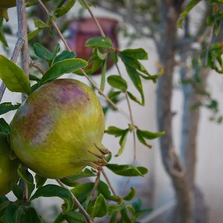 Amorosa * Lagopodhon